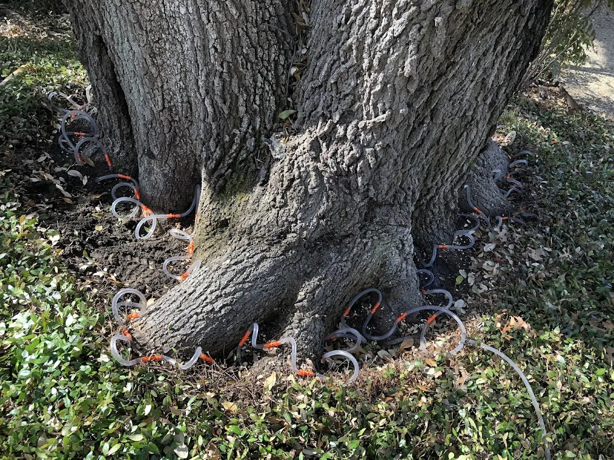 Detailed Tree Cabling and Bracing job site in Montana Mines