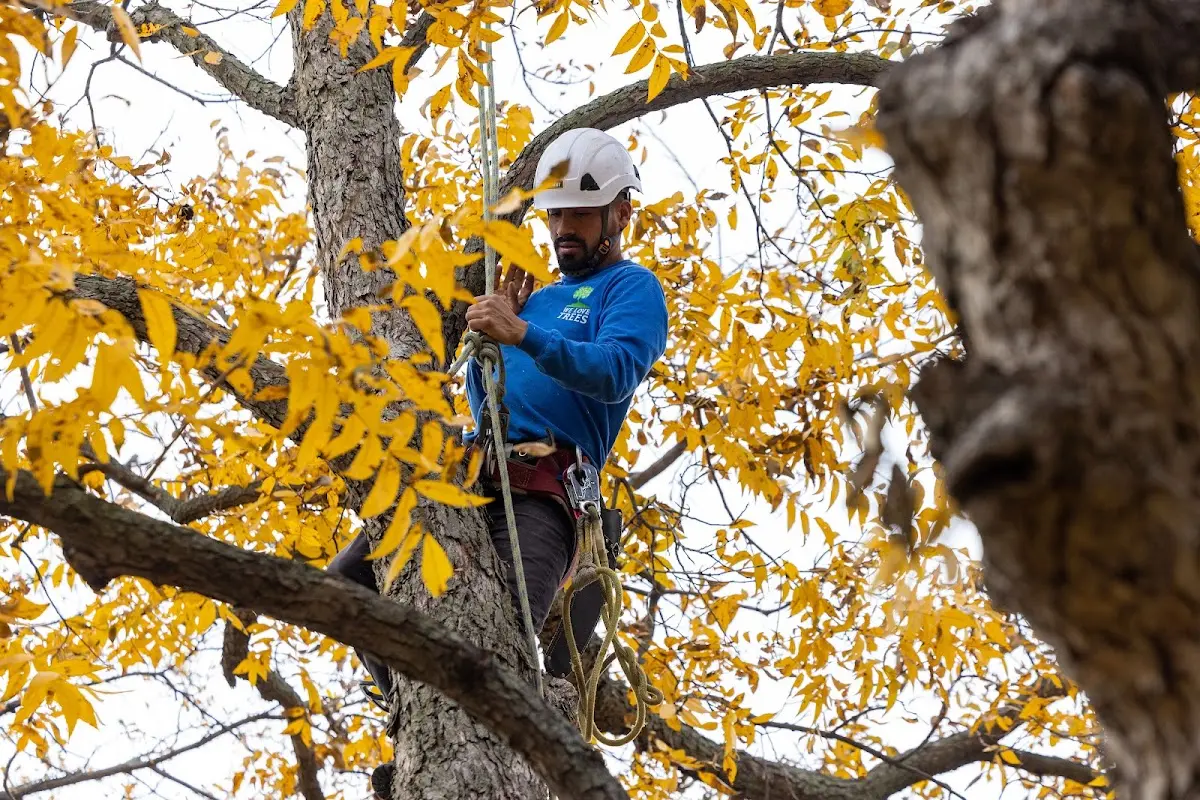 Skilled Tree Pruning crew working in Montana Mines