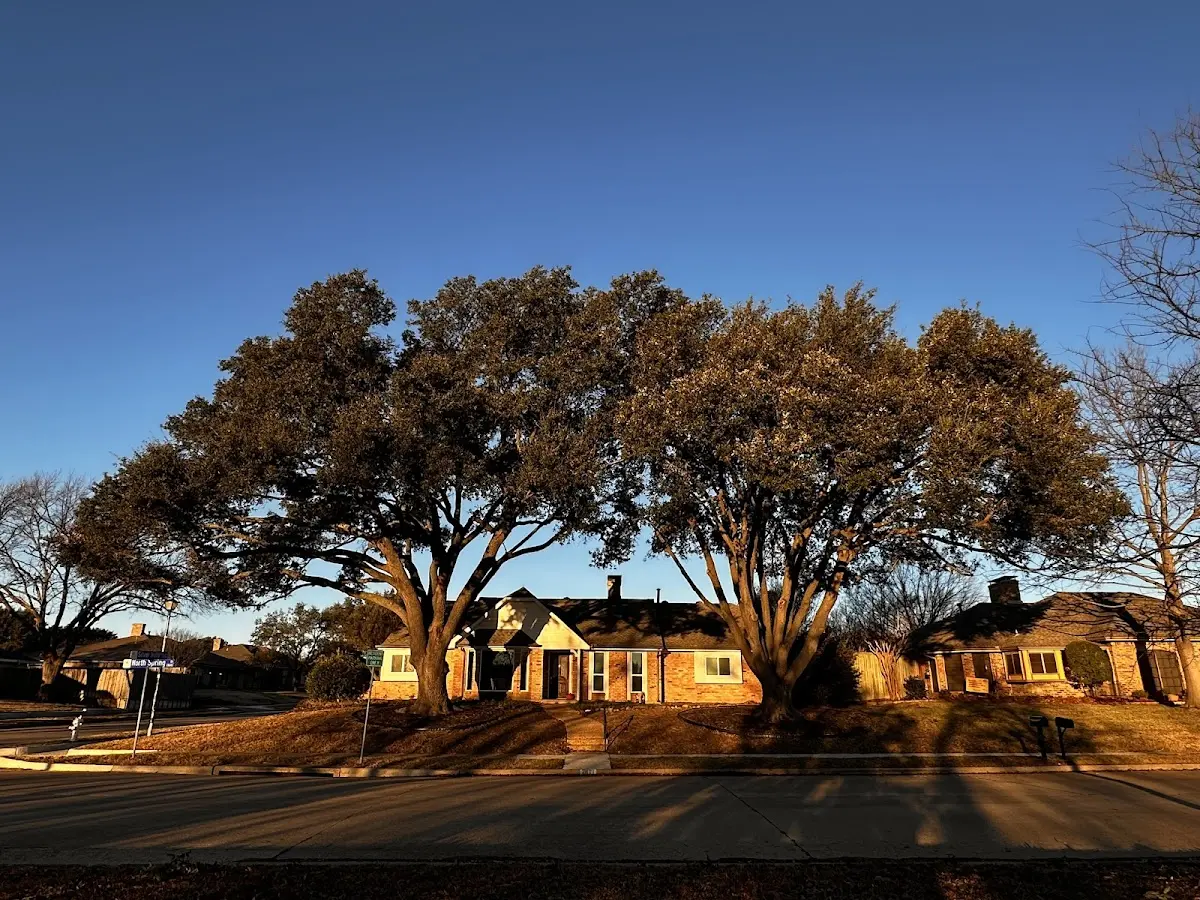 Established residential canopy tree shading a home in Montana Mines